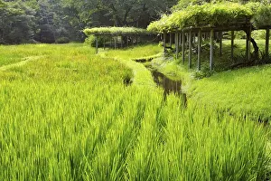 Rice field with water channel and wisteria bushes behind