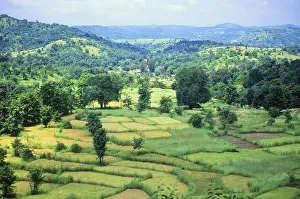 Rice Fields