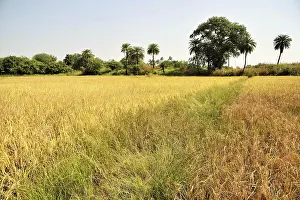 Rice fields, Chikhla, Valsad, Gujarat, India, Asia