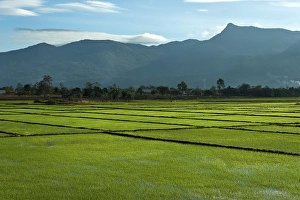 Rice fields and mountains, Vietnam