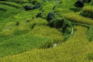 Rice fields in Toraland, Sulawesi, Indonesia