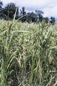Rice paddy field, Murbad, Thane District Maharashtra
