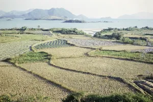 Rice paddy fields and vegetables growing on farmland