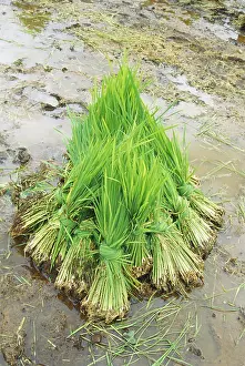 Rice plant storage before farming
