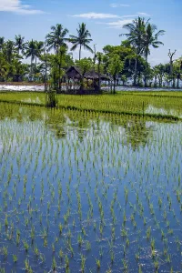 Rice plants (Oryza sativa) growing in an irrigated rice field with rice cultivation