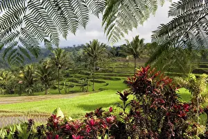 Rice terraces on the slope of Kawah Ijen (Ijen Crater)