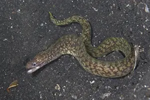 Richardson's moray (Gymnothorax richardsonii) adult