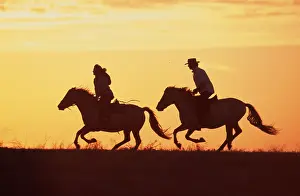 Rider on Konik horses at sunset