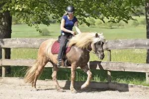 Rider training with a wind-coloured young Icelandic horse at walking pace on an oval track