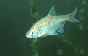 Riffle Minnow, Tailor (Alburnoides bipunctatus)