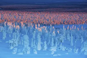 Riisitunturi National Park, winter sunset taiga spruce trees covered in heavy frost and snow call Tykky