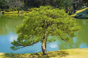 Rikugien trees image of the (Japanese garden)