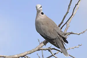 Ring-necked Dove (Streptopelia capicola)