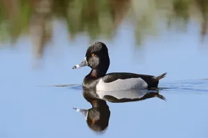 Ring-necked Duck (Aythya collaris)