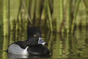 Ring-necked Duck (Aythya collaris) male
