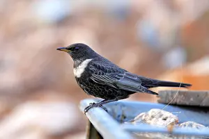 Ring Ouzel (Turdus torquatus) male