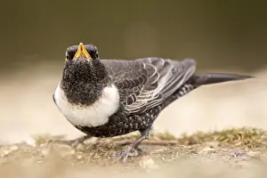 Ring Ouzel (Turdus torquatus) male