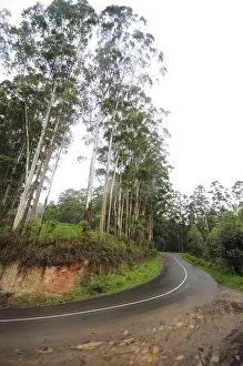 Ring road and trees at, Munnar, Kerala, India