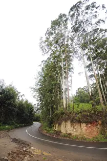 Ring road and trees at, Munnar, Kerala, India