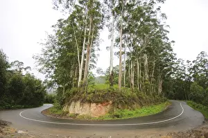 Ring road and trees at, Munnar, Kerala, India