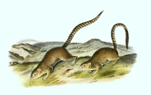 Ring-tailed ground squirrel (Notocitellus annulatus) (Spermophilus)