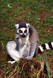 Ring tailed lemur