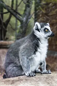 Ring-tailed lemur