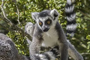 Ring-tailed (Lemur catta) lemurs foraging in tree
