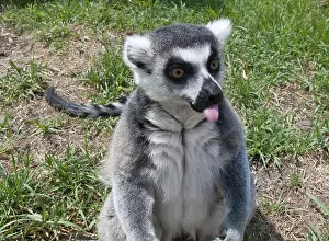 Ring tailed lemur facing the camera and sticking out its tongue