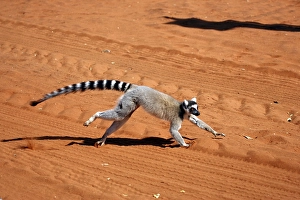 Ring-tailed Lemur (Lemur catta)