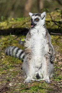 Ring-tailed lemur (Lemur catta)
