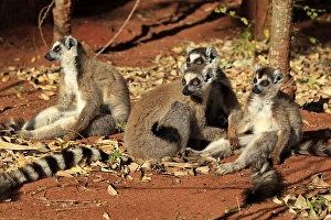 Ring-tailed Lemur (Lemur catta)