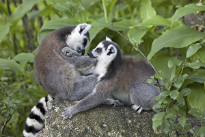 Ring-tailed Lemur (Lemur catta)