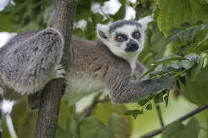 Ring-tailed Lemur (Lemur catta)