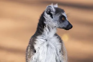 Ring-tailed lemur (Lemur catta)