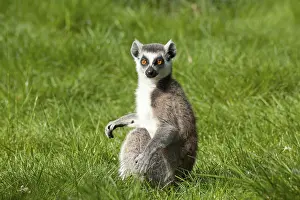 Ring-tailed lemur (Lemur catta)