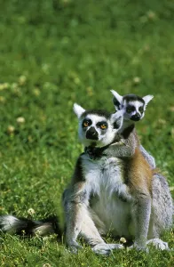 Ring Tailed Lemur (lemur catta)