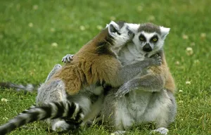 RING TAILED LEMUR (lemur catta)