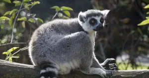 Ring Tailed Lemur, lemur catta