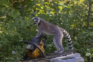 One ring-tailed lemur (Lemur catta) with a chainsaw on a log