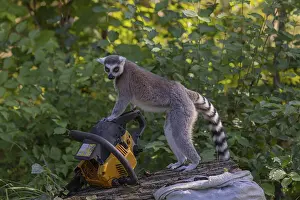 One ring-tailed lemur (Lemur catta) with a chainsaw on a log