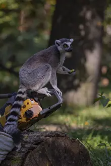 One ring-tailed lemur (Lemur catta) with a chainsaw on a log