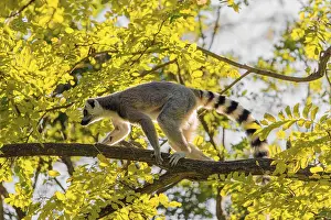 A ring-tailed lemur (Lemur catta) climbs high up in a tree on a branch surrounded by fresh green leaves