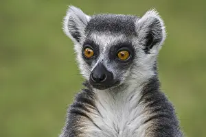 Ring-tailed lemur (Lemur catta) close-up portrait