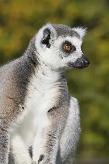 Ring-tailed lemur (Lemur catta) resting in the wild