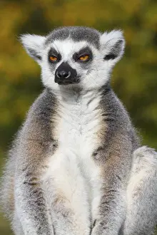 Ring-tailed lemur (Lemur catta) resting in the wild