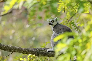 A ring-tailed lemur (Lemur catta) sits high up in a tree on a branch between fresh green leaves