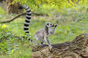 A ring-tailed lemur (Lemur catta) sits on a rotten tree lying on the ground and eats a fruit