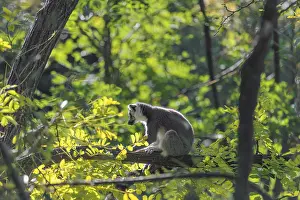 A ring-tailed lemur (Lemur catta) sits on a sunny day high up in a tree on a branch between fresh green leaves