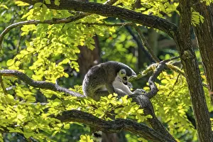 A ring-tailed lemur (Lemur catta) sits on a sunny day high up in a tree on a branch between fresh green leaves